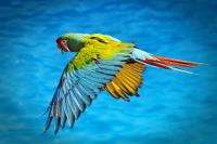 Swoop